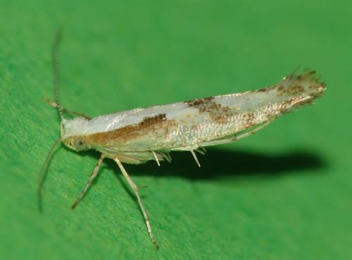 Réf. 309 004 : Argyresthia bonnetella